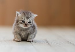 photo chatons