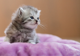 photo chatons
