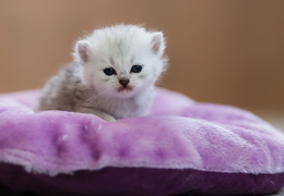 photo chatons