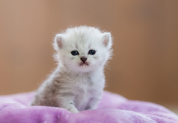 photo chatons
