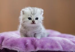 photo chatons