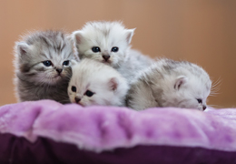 photo chatons
