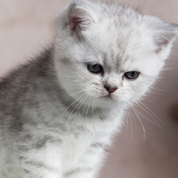 photo chatons