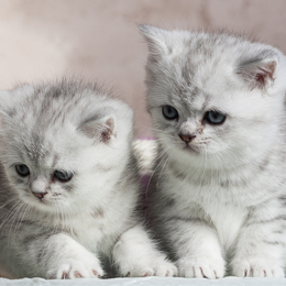 photo chatons