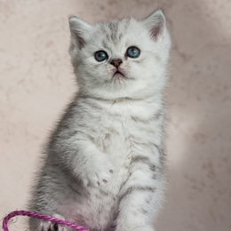 photo chatons