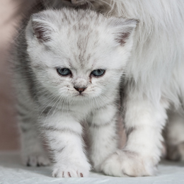 photo chatons