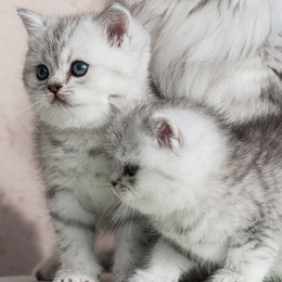 photo chatons