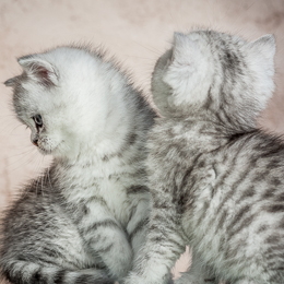 photo chatons