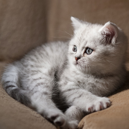 photo chatons