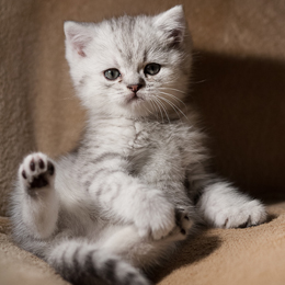 photo chatons