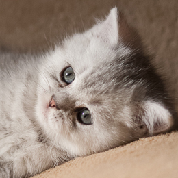 photo chatons