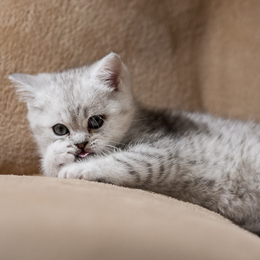 photo chatons