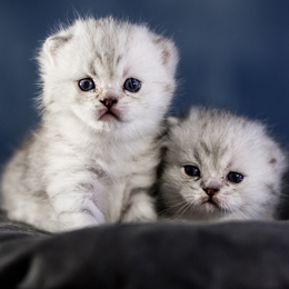 photo chatons