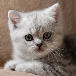 photo chatons