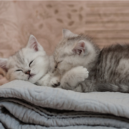 photo chatons