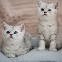 photo chatons