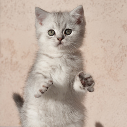 photo chatons