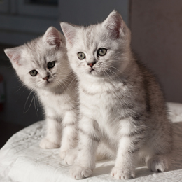 photo chatons