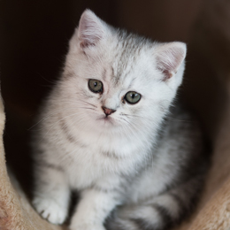 photo chatons