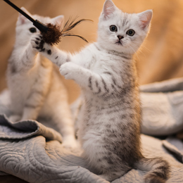 photo chatons