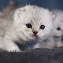 photo chatons