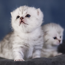 photo chatons