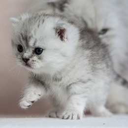 photo chatons