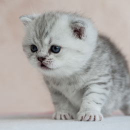 photo chatons
