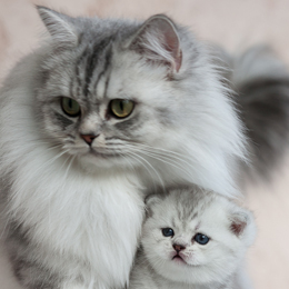 photo chatons
