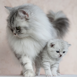 photo chatons