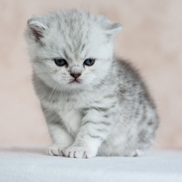 photo chatons