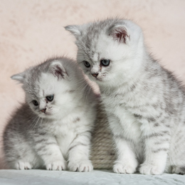photo chatons