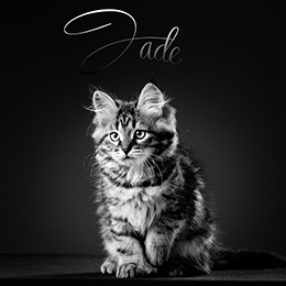 photo jade