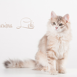 photo loki