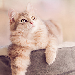 photo loki