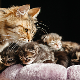 photo chatons