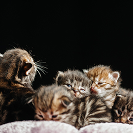 photo chatons