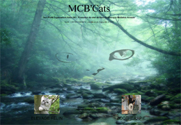 Elevage MCB'Cats